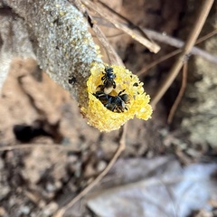 Tetragonilla collina