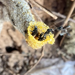 Tetragonilla collina