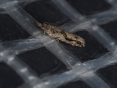 Holocola thalassinana