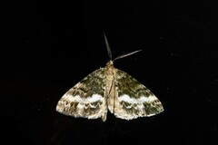 Pseudocoremia lactiflua