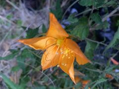 Mentzelia hispida