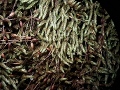 Macromitrium microstomum