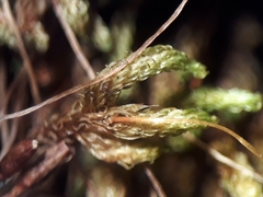 Macromitrium microstomum