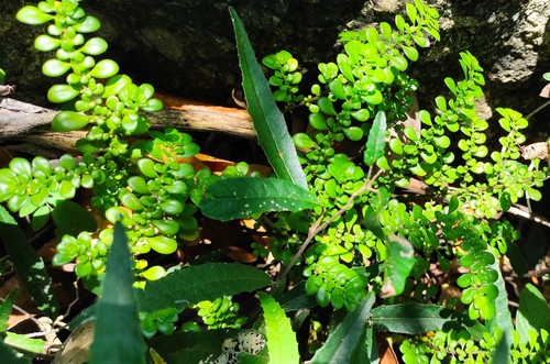 Margarett's clearweed (Pilea margarettae)