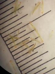 Macromitrium microstomum