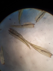 Macromitrium microstomum