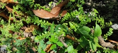 Pilea margarettae