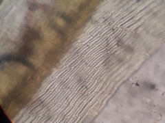 Macromitrium microstomum