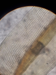 Macromitrium microstomum