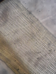 Macromitrium microstomum