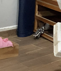 Spilogale angustifrons