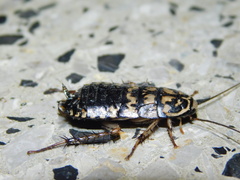 Neostylopyga rhombifolia