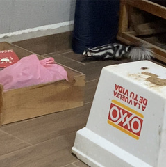 Spilogale angustifrons