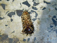 Neostylopyga rhombifolia