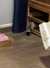 Spilogale angustifrons