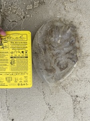 Rhopilema verrilli