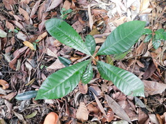 Pouteria campechiana