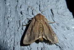 Ichneutica atristriga