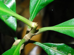 Pouteria campechiana