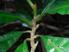 Pouteria campechiana