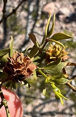 Asphondylia rosetta