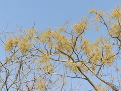 Lannea coromandelica