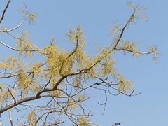 Lannea coromandelica