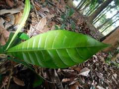 Pouteria campechiana