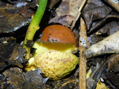 Pouteria campechiana