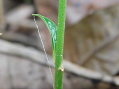 Pouteria campechiana