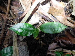 Pouteria campechiana