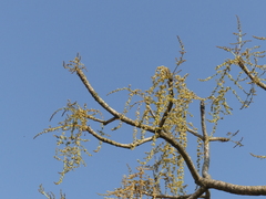 Lannea coromandelica