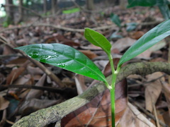 Pouteria campechiana