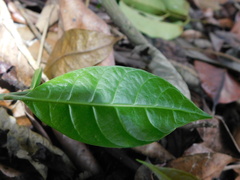 Pouteria campechiana