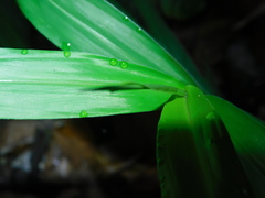 Zingiber officinale