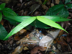 Zingiber officinale
