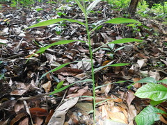 Zingiber officinale