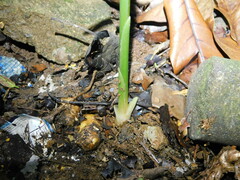 Zingiber officinale