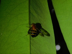 Volucella trifasciata