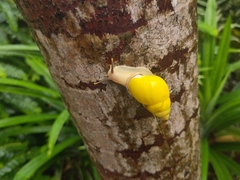 Amphidromus perversus