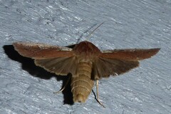 Ichneutica atristriga