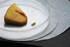 Rhagoletis pomonella