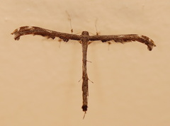 Tetraschalis arachnodes