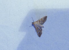 Epipagis fenestralis