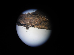 Anthribinae