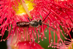 Parasphecodes