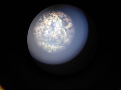 Anthribinae