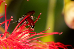 Parasphecodes