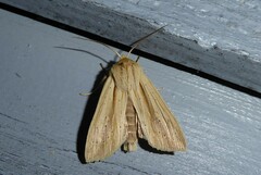 Ichneutica semivittata