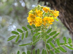 Senna multiglandulosa